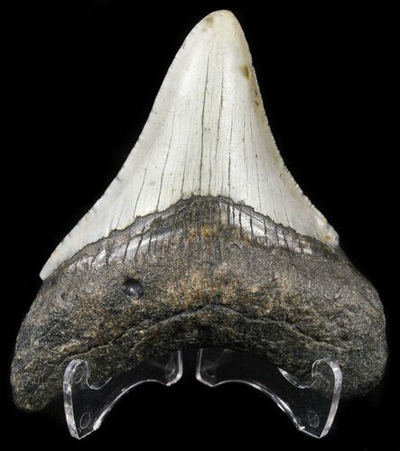 Bargain, Megalodon Tooth - North Carolina #54755